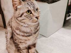 -猫儿山۰猫主题餐厅