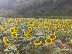 -九龙江国家森林公园