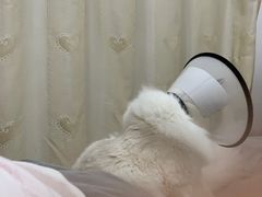 -派特宠物医院(圆融广场店)