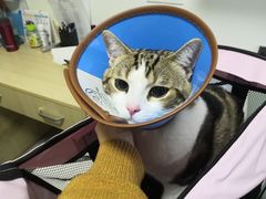 -乐派堂宠物医院·猫友好· 心脏科(东街店)