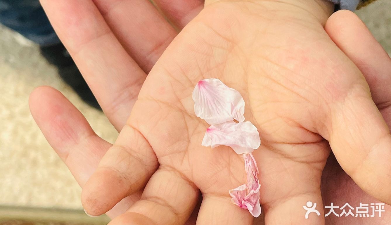 又是一年樱花季🌸