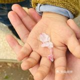 又是一年樱花季🌸