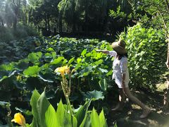 -陈家山荷花公园