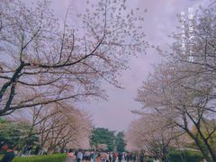 -武汉大学-樱园