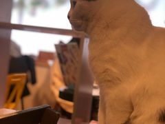 -Cappucimeow猫咪咖啡馆(韦伯时代店)