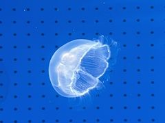 -泉城欧乐堡海洋极地世界