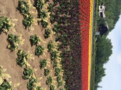 iphone_upload_pic-富田农场