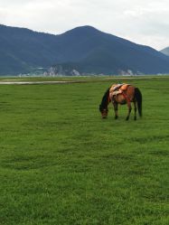 -纳帕海依拉草原