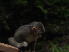 -西岭雪山大飞水景区