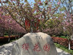 -高东镇樱花园