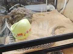 -藦茜花园宠物主题亲子互动体验馆(国顺东路店)