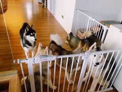 -Husky Go! 哈士奇体验馆·宠物咖啡厅狗咖