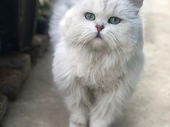 -大洋晶典(东街店)