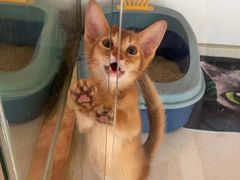 -糯米喵星人总部直营旗舰店·猫舍·幼猫出售