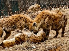 -大连森林动物园