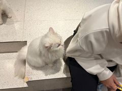 -飞行喵MR PILOT|猫舍·猫咖(静安大融城店)