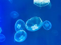 -上海海昌海洋公园