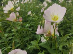 -玄武湖景区-情侣园游乐场