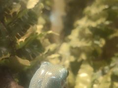 -酷以爬仙阁实体爬宠店·守宫·蜥蜴·专业繁育