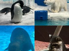 -海合安天津极地海洋公园