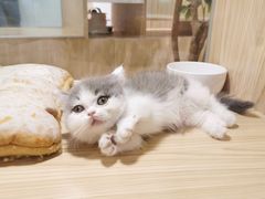 -屋虎猫馆(宝安大仟里店)