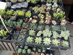 -平吉花卉市场