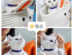 -lincat·猫舍(广州店)