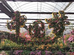 -海上花岛玫瑰园采摘