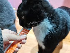 -猫亿天猫咖