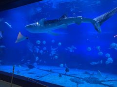 -烟台海昌鲸鲨海洋公园