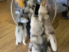 -Husky Go! 哈士奇体验馆·宠物咖啡厅狗咖