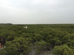 -北海金海湾红树林生态旅游区