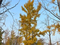 -汉长安城未央宫国家考古遗址公园