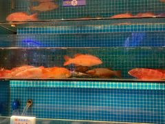 -驻海渔市(置信店)