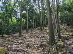 -火炉山森林公园