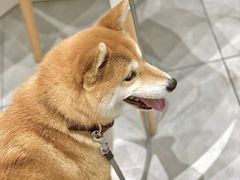 -CHEZ JASMINE 茉莉的氧气厨房