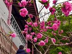 -桃源山庄·摘樱桃·柴火鸡·烧烤团建(龙泉山店)