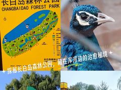 -长白岛森林公园