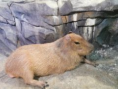 -正佳雨林生态植物园