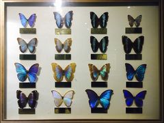 -上海昆虫博物馆