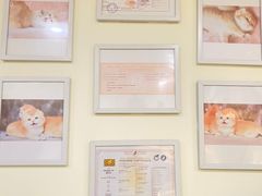 -柚子猫舍·精品猫舍购猫·猫咪认养·购宠·宠物店