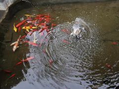 -不倒翁·徽天下名菜楼(马鞍山路店)