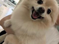 -申普宠物医院·心脏介入·心血管微创(总院)