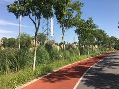 -上海长兴岛郊野公园