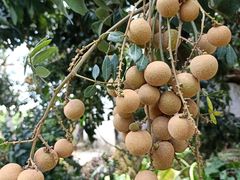 -从化深英荔枝黄皮龙眼采摘园