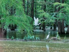 -池杉湖湿地公园