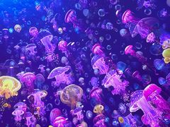 -海合安青岛极地海洋公园