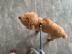 -芭比堂动物医院·CT·微创中心(新顺分院)