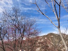 -大岭沟猕猴桃谷风景区