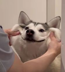 -付军剪艺